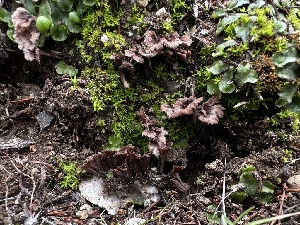  ( - FDS-CA-01535)  @11 [ ] c (2024) Rudy Diaz Fungal Diversity Survey