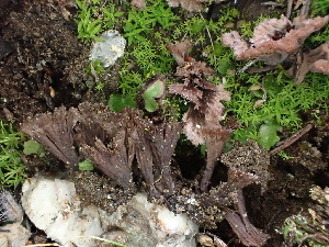  ( - FDS-CA-01535)  @11 [ ] c (2024) Rudy Diaz Fungal Diversity Survey