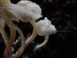  (Cystolepiota sp. CA05 - FDS-CA-01537)  @11 [ ] c (2024) Rudy Diaz Fungal Diversity Survey