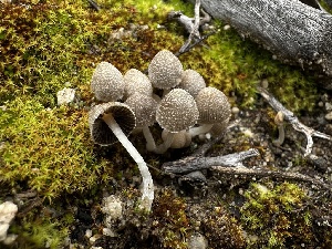  (Coprinopsis sp. CA05 - FDS-CA-01539)  @11 [ ] c (2024) Rudy Diaz Fungal Diversity Survey