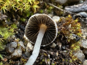  ( - FDS-CA-01539)  @11 [ ] c (2024) Rudy Diaz Fungal Diversity Survey