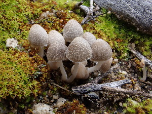  ( - FDS-CA-01539)  @11 [ ] c (2024) Rudy Diaz Fungal Diversity Survey