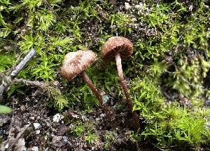  ( - FDS-CA-01528)  @11 [ ] c (2024) Rudy Diaz Fungal Diversity Survey