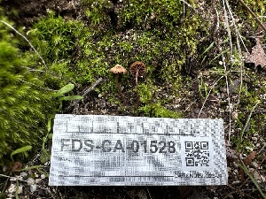  ( - FDS-CA-01528)  @11 [ ] c (2024) Rudy Diaz Fungal Diversity Survey