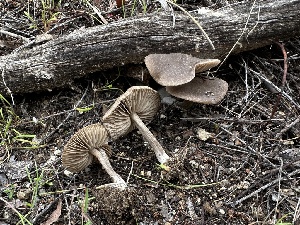  ( - FDS-CA-01530)  @11 [ ] c (2024) Rudy Diaz Fungal Diversity Survey