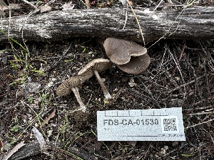  ( - FDS-CA-01530)  @11 [ ] c (2024) Rudy Diaz Fungal Diversity Survey