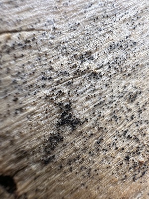  ( - FDS-CA-01541)  @11 [ ] c (2024) Rudy Diaz Fungal Diversity Survey
