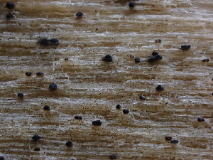  (Pleurotheciales - FDS-CA-01541)  @11 [ ] c (2024) Rudy Diaz Fungal Diversity Survey