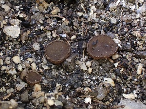  (Peziza sp. CA11 - FDS-CA-01542)  @11 [ ] c (2024) Rudy Diaz Fungal Diversity Survey