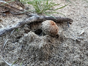  ( - FDS-CA-01520)  @11 [ ] c (2024) Rudy Diaz Fungal Diversity Survey