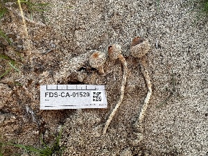  ( - FDS-CA-01520)  @11 [ ] c (2024) Rudy Diaz Fungal Diversity Survey