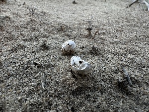  ( - FDS-CA-01521)  @11 [ ] c (2024) Rudy Diaz Fungal Diversity Survey