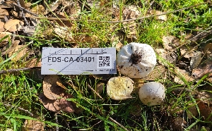  ( - FDS-CA-03401)  @11 [ ] by-nc (2024) Fresno Mycology Society Fungal Diversity Survey