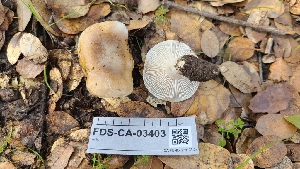  ( - FDS-CA-03403)  @11 [ ] by-nc (2024) Fresno Mycology Society Fungal Diversity Survey