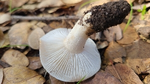  ( - FDS-CA-03403)  @11 [ ] by-nc (2024) Fresno Mycology Society Fungal Diversity Survey