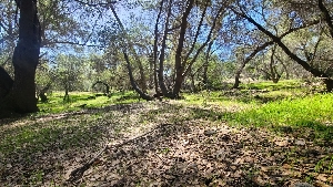  ( - FDS-CA-03403)  @11 [ ] by-nc (2024) Fresno Mycology Society Fungal Diversity Survey