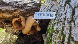  ( - FDS-CA-03409)  @11 [ ] by-nc (2024) Fresno Mycology Society Fungal Diversity Survey