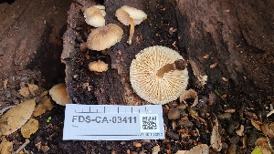  (Mycena sp. IN10 - FDS-CA-03411)  @11 [ ] by-nc (2024) Fresno Mycology Society Fungal Diversity Survey