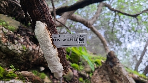 (Perenniporia sp. subcorticola-CA01 - FDS-CA-03412)  @11 [ ] by-nc (2024) Fresno Mycology Society Fungal Diversity Survey