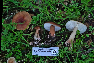  ( - FDS-CA-03414)  @11 [ ] by-nc (2024) Fresno Mycology Society Fungal Diversity Survey