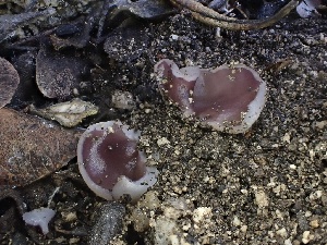  (Malvipezia sp. CA01 - FDS-CA-01548)  @11 [ ] c (2024) Rudy Diaz Fungal Diversity Survey