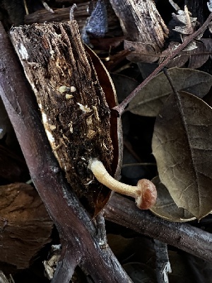  ( - FDS-CA-01965)  @11 [ ] by-nc (2024) Aaron Tupac Fungal Diversity Survey