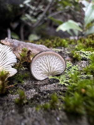  ( - FDS-CA-01501)  @11 [ ] c (2024) Rudy Diaz Fungal Diversity Survey