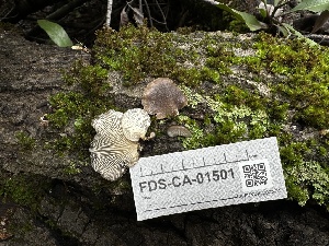  ( - FDS-CA-01501)  @11 [ ] c (2024) Rudy Diaz Fungal Diversity Survey