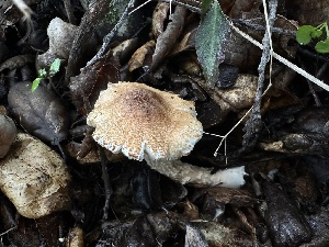  (Lepiota - FDS-CA-01502)  @11 [ ] c (2024) Rudy Diaz Fungal Diversity Survey