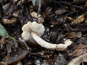  ( - FDS-CA-01502)  @11 [ ] c (2024) Rudy Diaz Fungal Diversity Survey