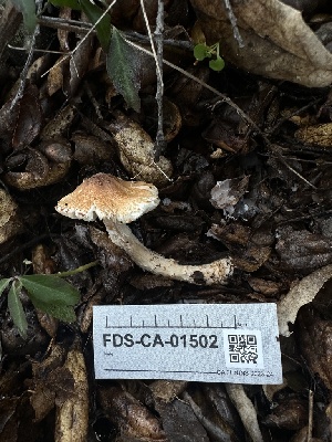  ( - FDS-CA-01502)  @11 [ ] c (2024) Rudy Diaz Fungal Diversity Survey