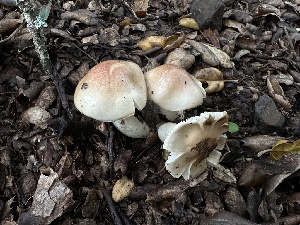  ( - FDS-CA-01509)  @11 [ ] c (2024) Rudy Diaz Fungal Diversity Survey