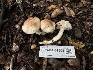  ( - FDS-CA-01509)  @11 [ ] c (2024) Rudy Diaz Fungal Diversity Survey