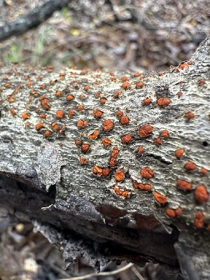  (Cryphonectriaceae - FDS-CA-01510)  @11 [ ] c (2024) Rudy Diaz Fungal Diversity Survey