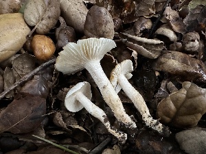  (Hygrophorus sp. CA02 - FDS-CA-01514)  @11 [ ] c (2024) Rudy Diaz Fungal Diversity Survey