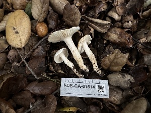  ( - FDS-CA-01514)  @11 [ ] c (2024) Rudy Diaz Fungal Diversity Survey