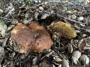  ( - FDS-CA-01516)  @11 [ ] c (2024) Rudy Diaz Fungal Diversity Survey