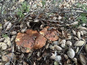  ( - FDS-CA-01516)  @11 [ ] c (2024) Rudy Diaz Fungal Diversity Survey
