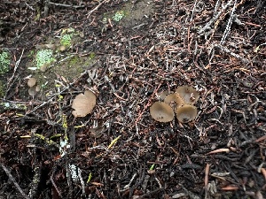  (Discinella - FDS-CA-01508)  @11 [ ] c (2024) Rudy Diaz Fungal Diversity Survey