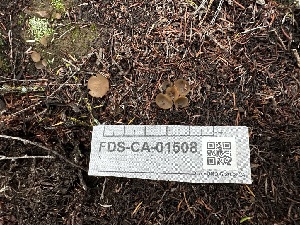  ( - FDS-CA-01508)  @11 [ ] c (2024) Rudy Diaz Fungal Diversity Survey