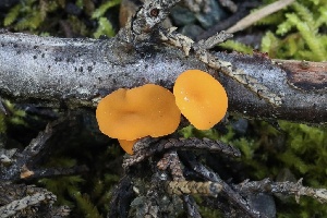  ( - FDS-CA-00782)  @11 [ ] by-nc (2024) Taye Bright Fungal Diversity Survey