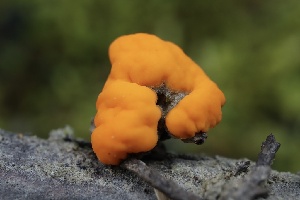  ( - FDS-CA-00782)  @11 [ ] by-nc (2024) Taye Bright Fungal Diversity Survey