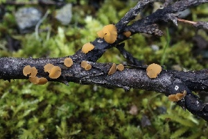  ( - FDS-CA-00782)  @11 [ ] by-nc (2024) Taye Bright Fungal Diversity Survey