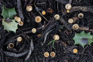  ( - FDS-CA-00798)  @11 [ ] by-nc (2024) Taye Bright Fungal Diversity Survey
