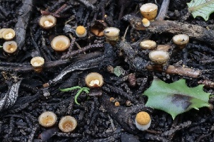 ( - FDS-CA-00798)  @11 [ ] by-nc (2024) Taye Bright Fungal Diversity Survey
