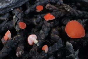  ( - FDS-CA-00796)  @11 [ ] by-nc (2024) Taye Bright Fungal Diversity Survey