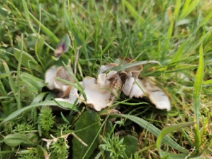  ( - FDS-CA-02114)  @11 [ ] by (2024) Mandy Hackney Fungal Diversity Survey