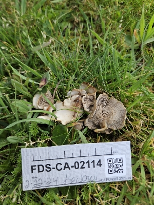  ( - FDS-CA-02114)  @11 [ ] by (2024) Mandy Hackney Fungal Diversity Survey