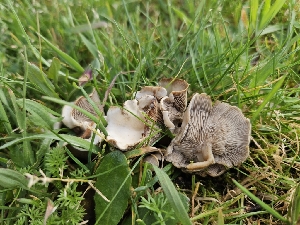  ( - FDS-CA-02114)  @11 [ ] by (2024) Mandy Hackney Fungal Diversity Survey