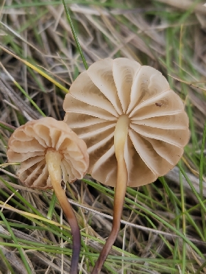  (Marasmius sp. CA01 - FDS-CA-02192)  @11 [ ] by (2024) Mandy Hackney Fungal Diversity Survey